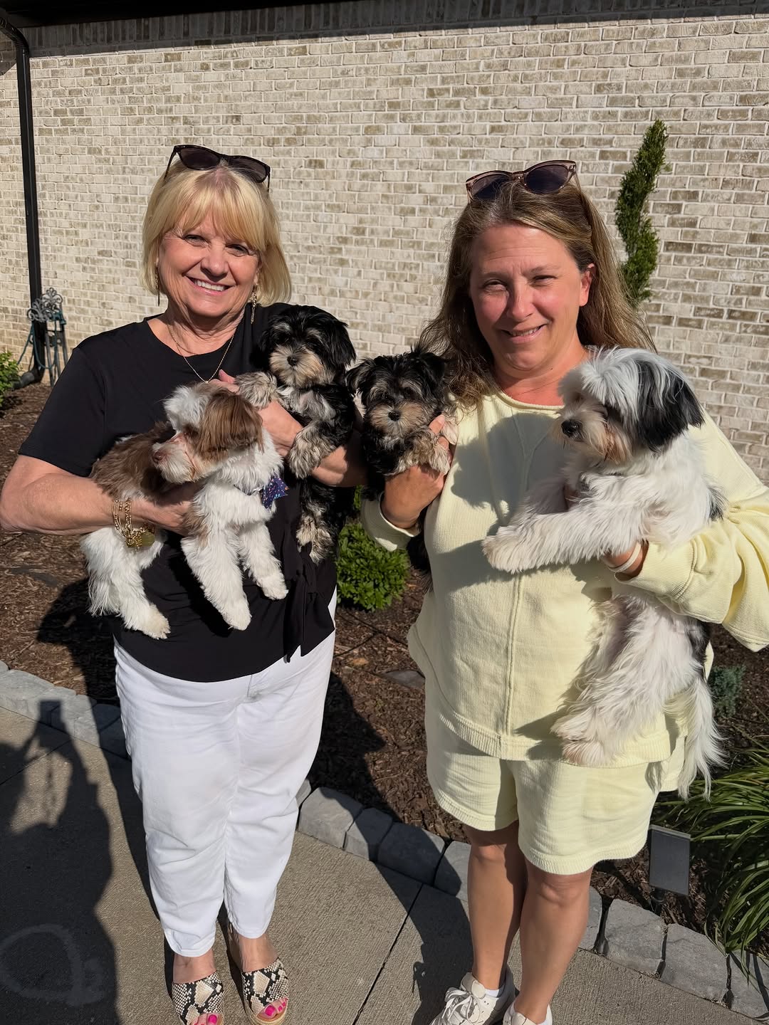 The Morkie Aura family and our happy puppy families