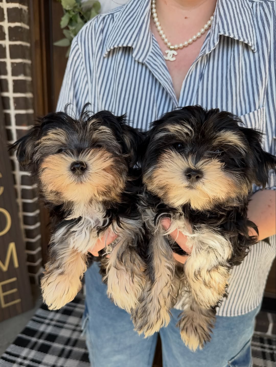 The Morkie Aura family and our happy puppy families