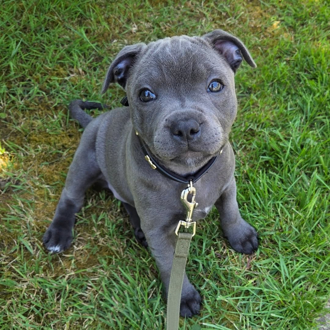 Angel, a female Staffie puppy