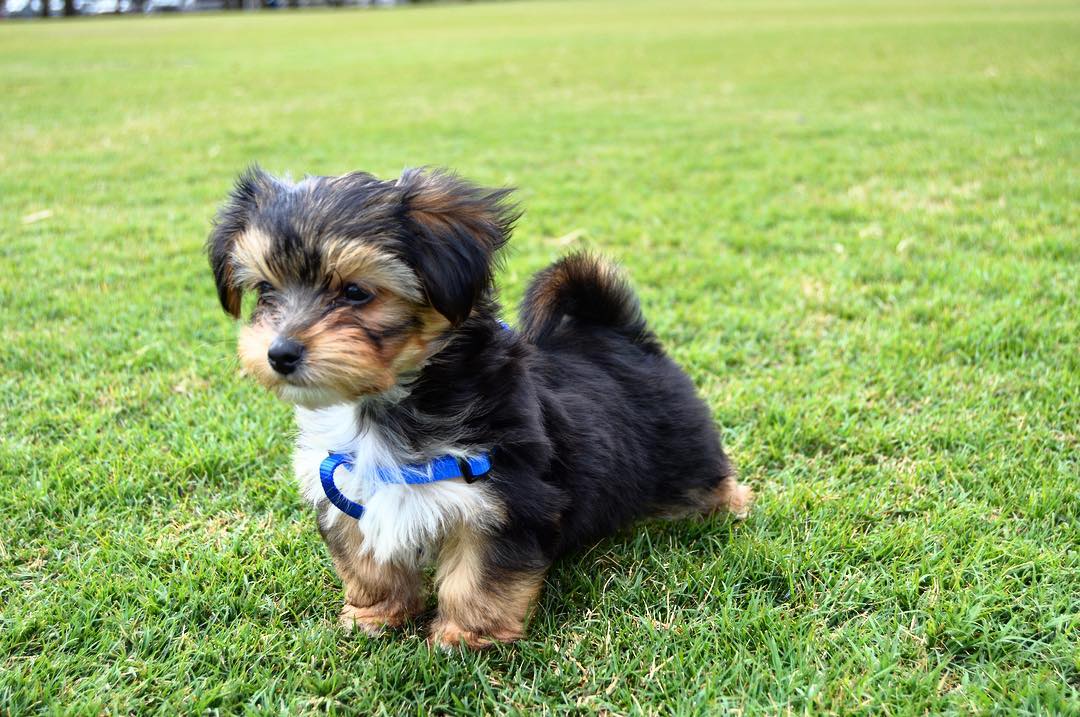 Ashley, a female Morkie puppy
