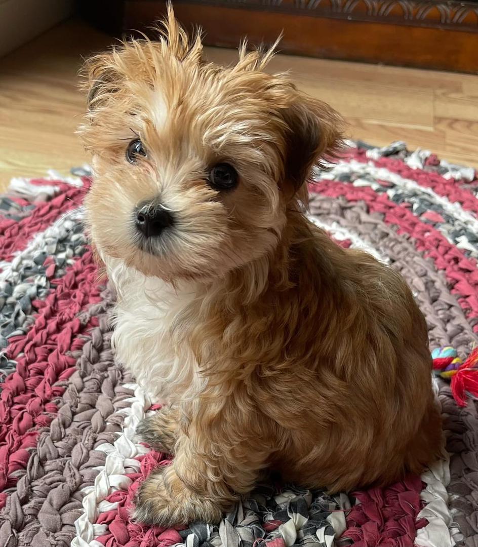 Bee, a female Morkie puppy