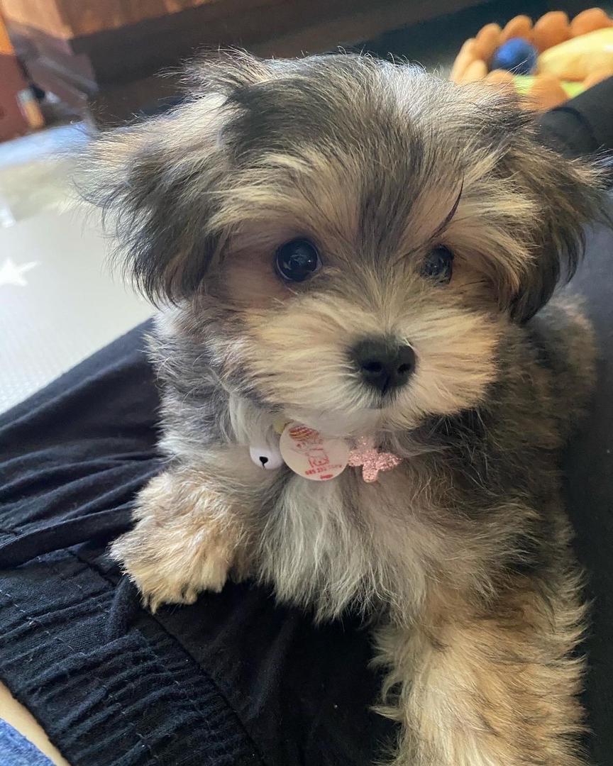 Bella, a female Morkie puppy
