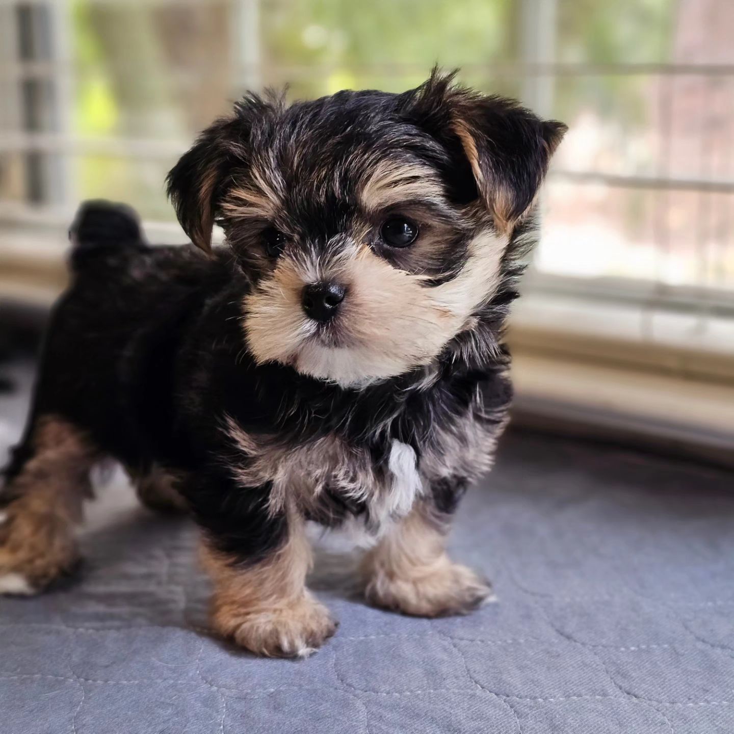 Morkie puppy at Morkie Aura