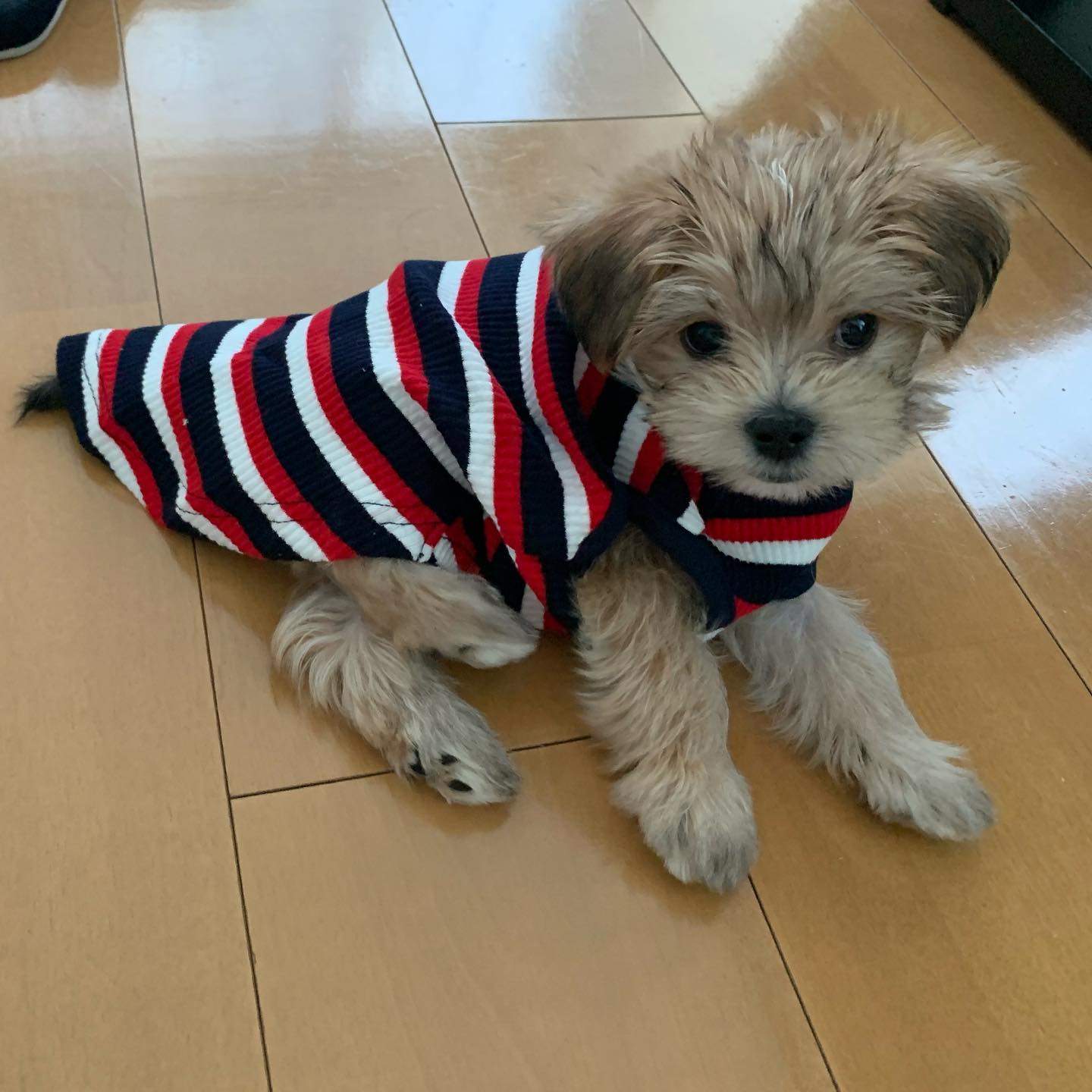 Morkie puppy at Morkie Aura