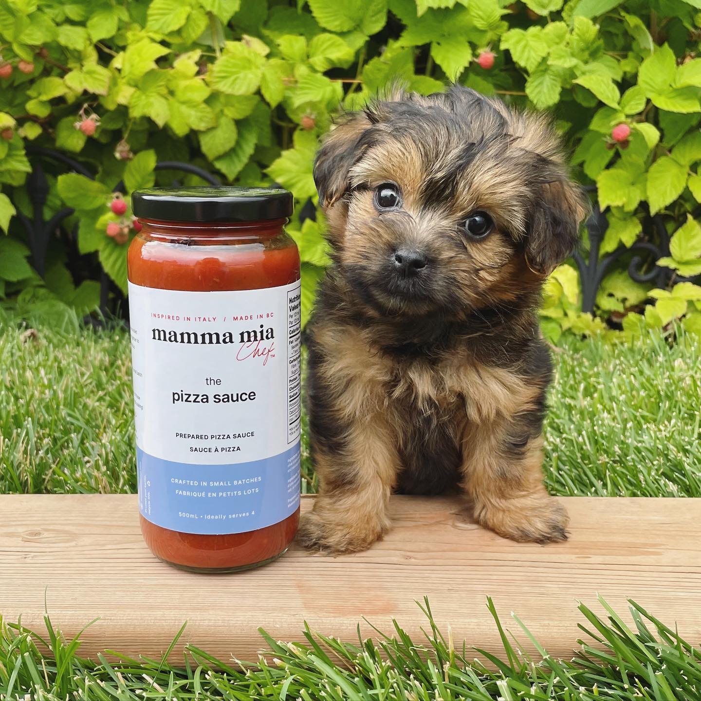 Morkie puppy at Morkie Aura