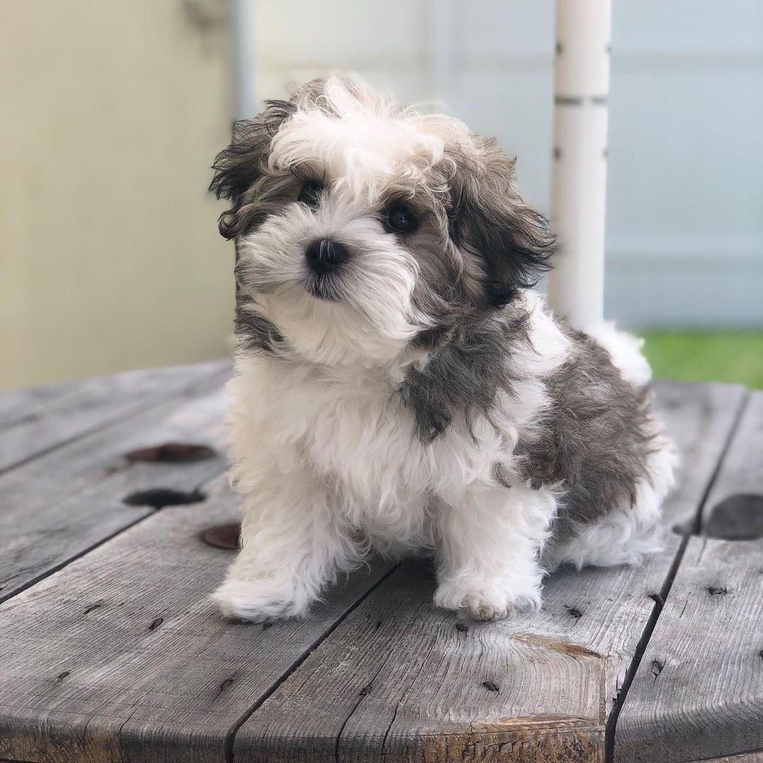 Morkie puppy at Morkie Aura