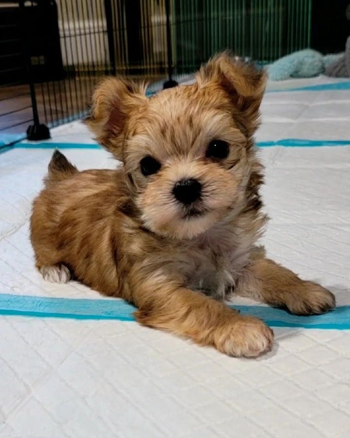 Morkie puppy at Morkie Aura