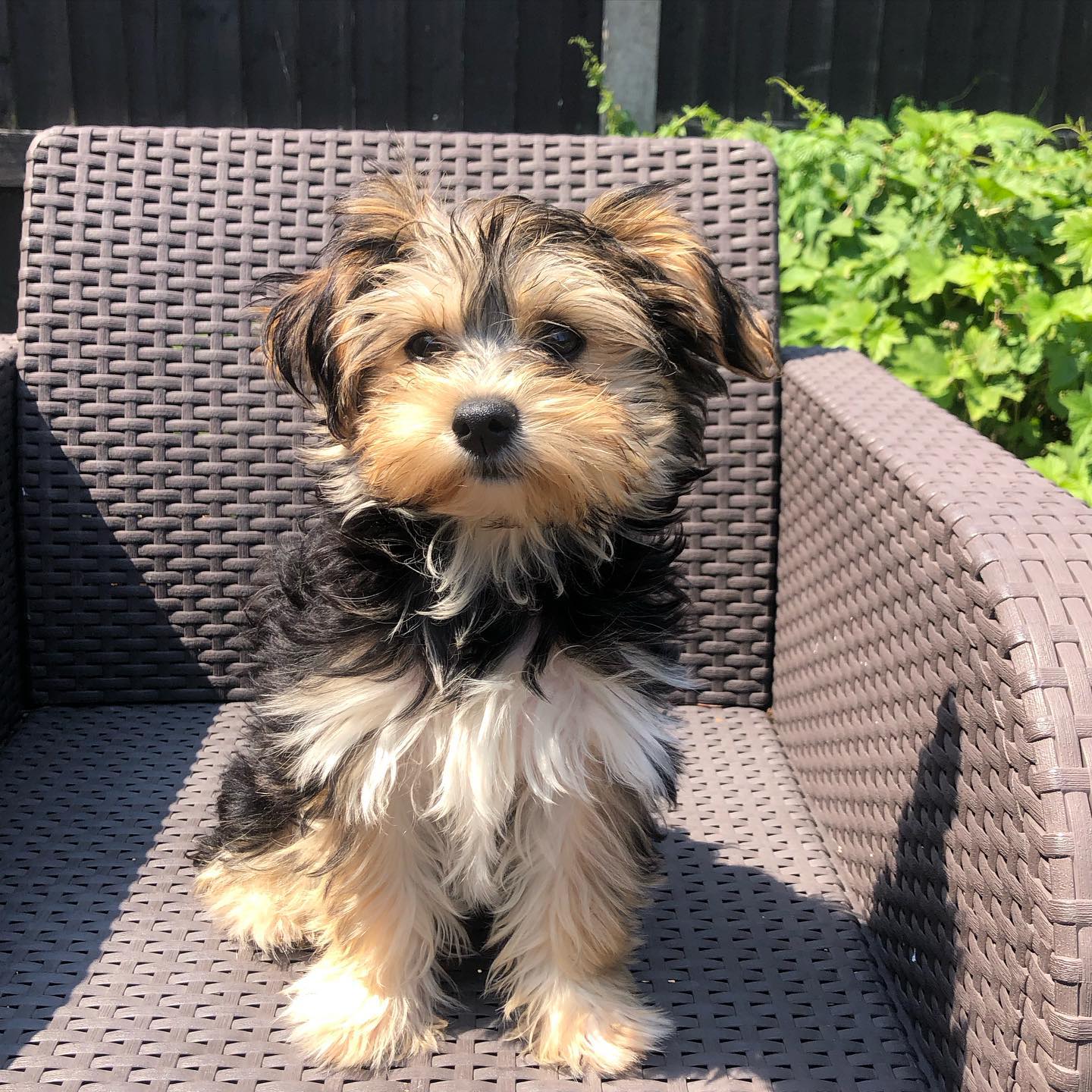 Morkie puppy at Morkie Aura
