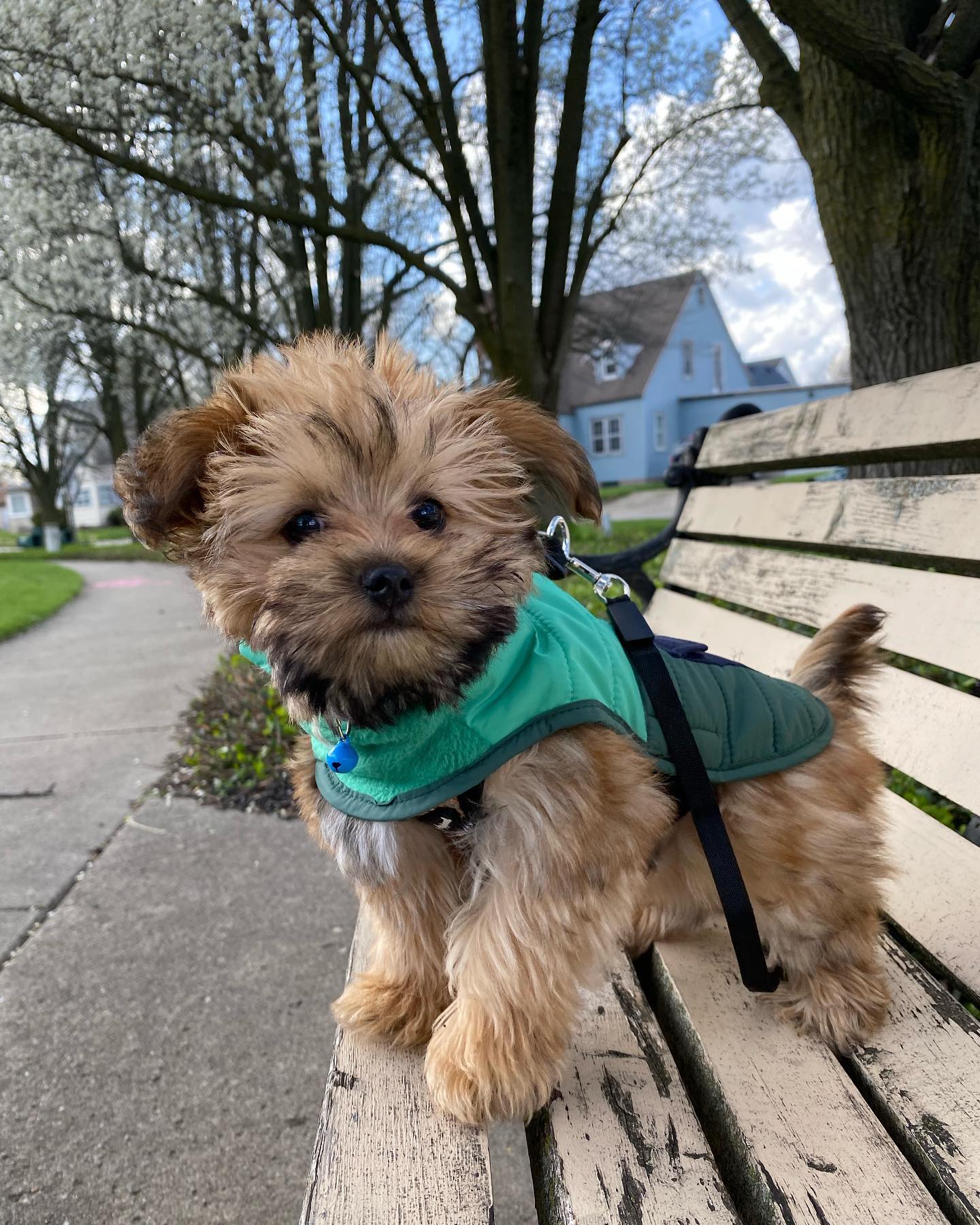Morkie puppy at Morkie Aura