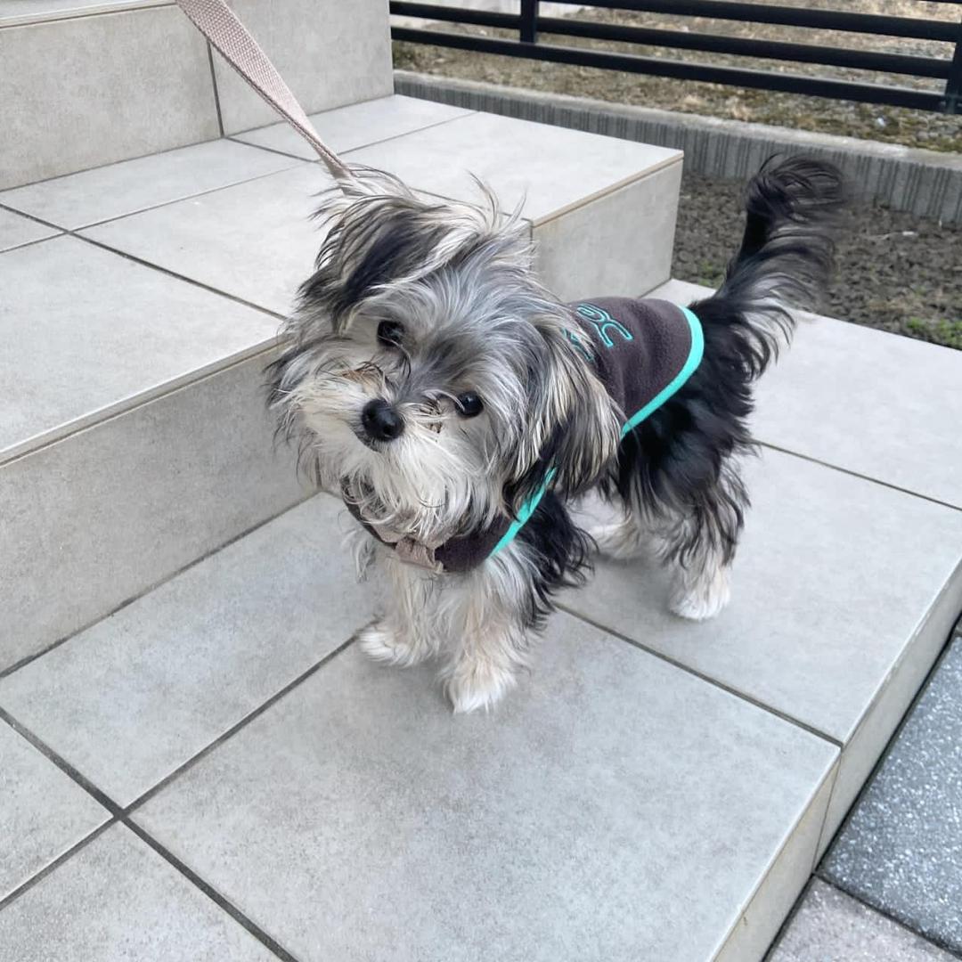 Morkie puppy at Morkie Aura