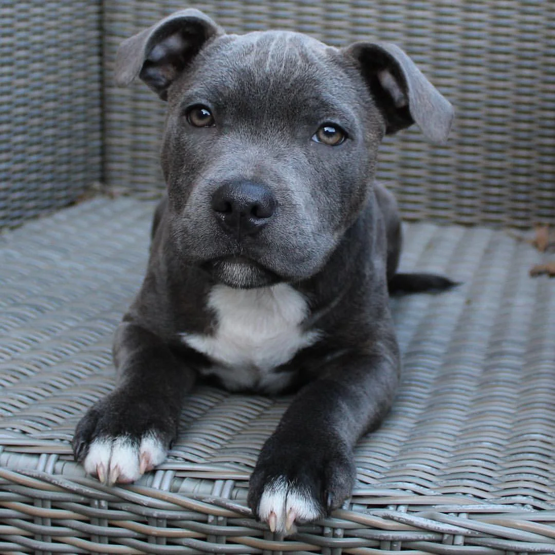 Cooper