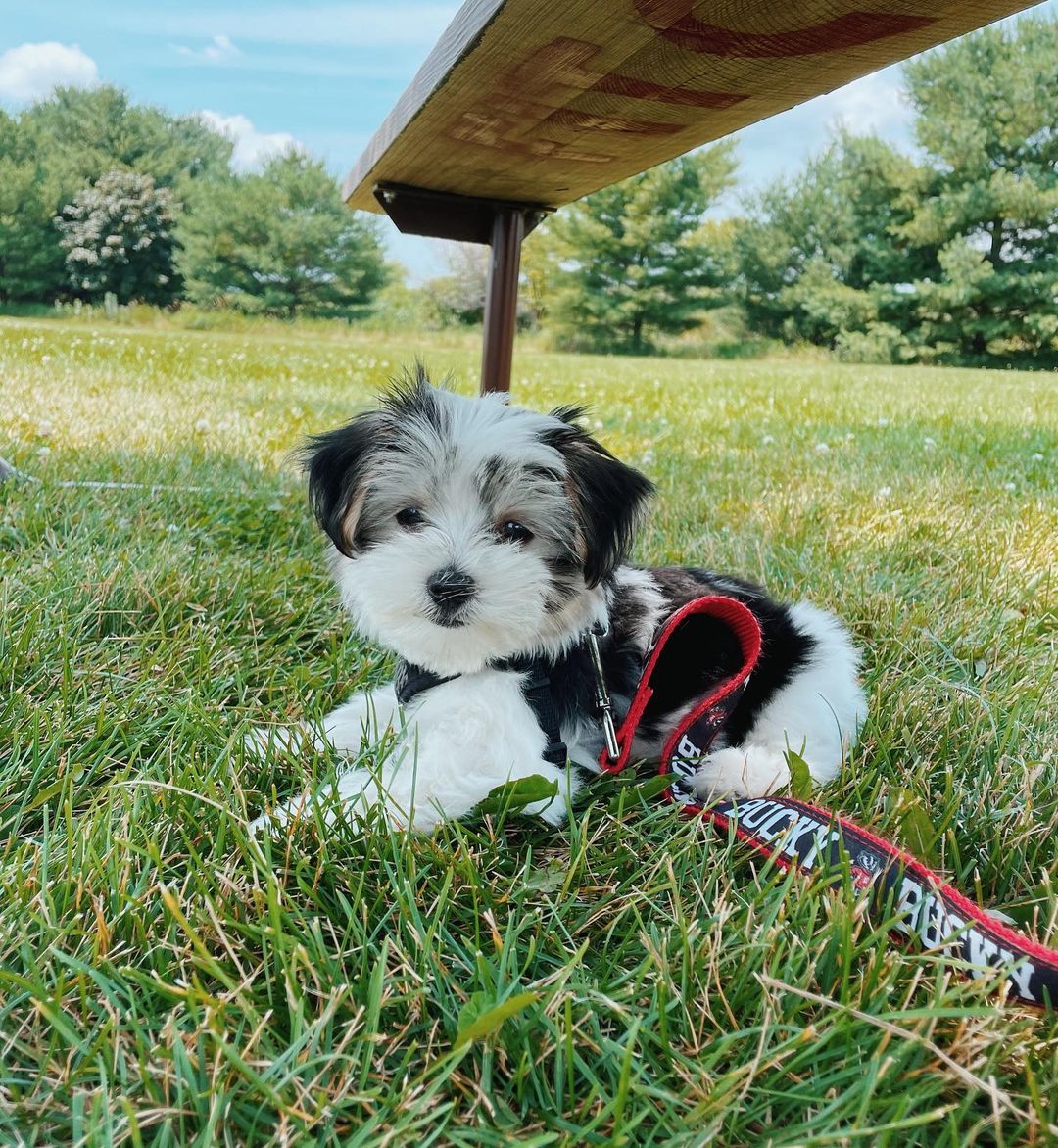 Morkie puppy at Morkie Aura
