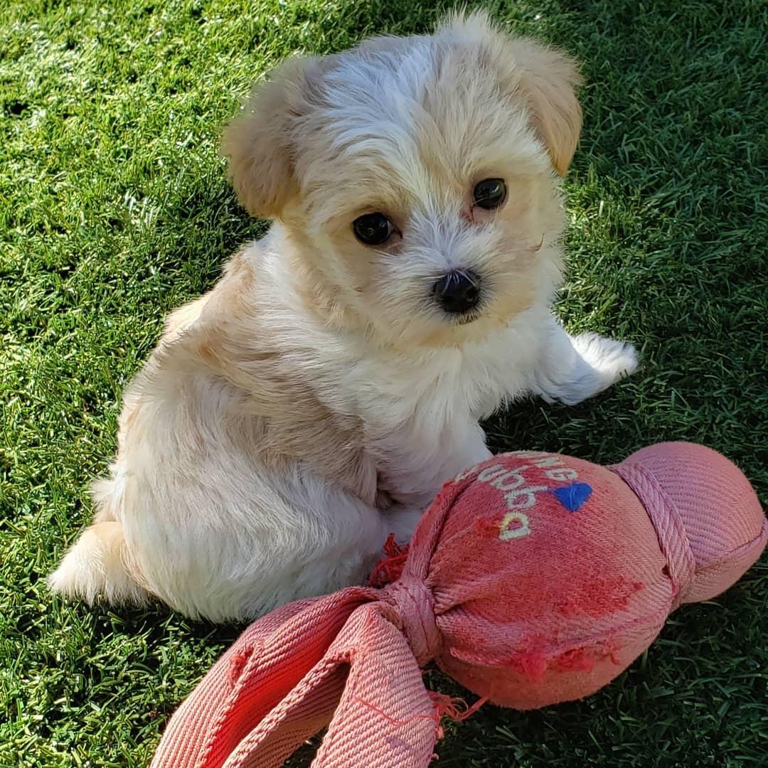 Morkie puppy at Morkie Aura