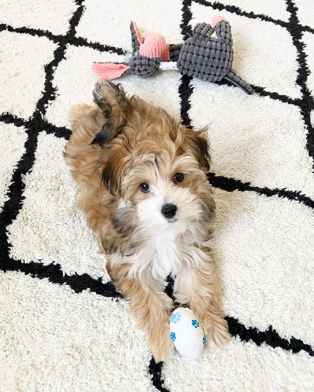 Morkie puppy at Morkie Aura