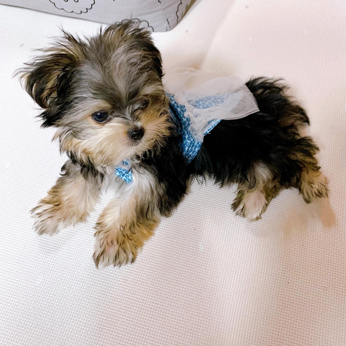 Morkie puppy at Morkie Aura