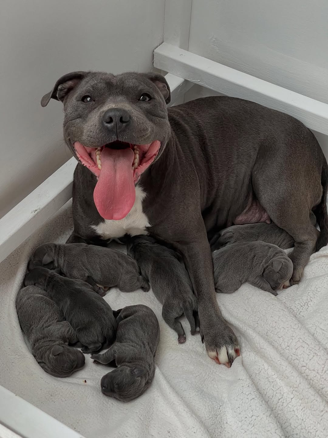 Beautiful Staffie from Staffy Aura
