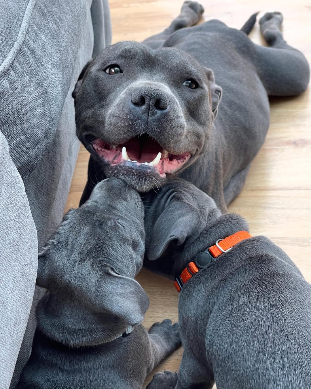 Adorable Staffie companion