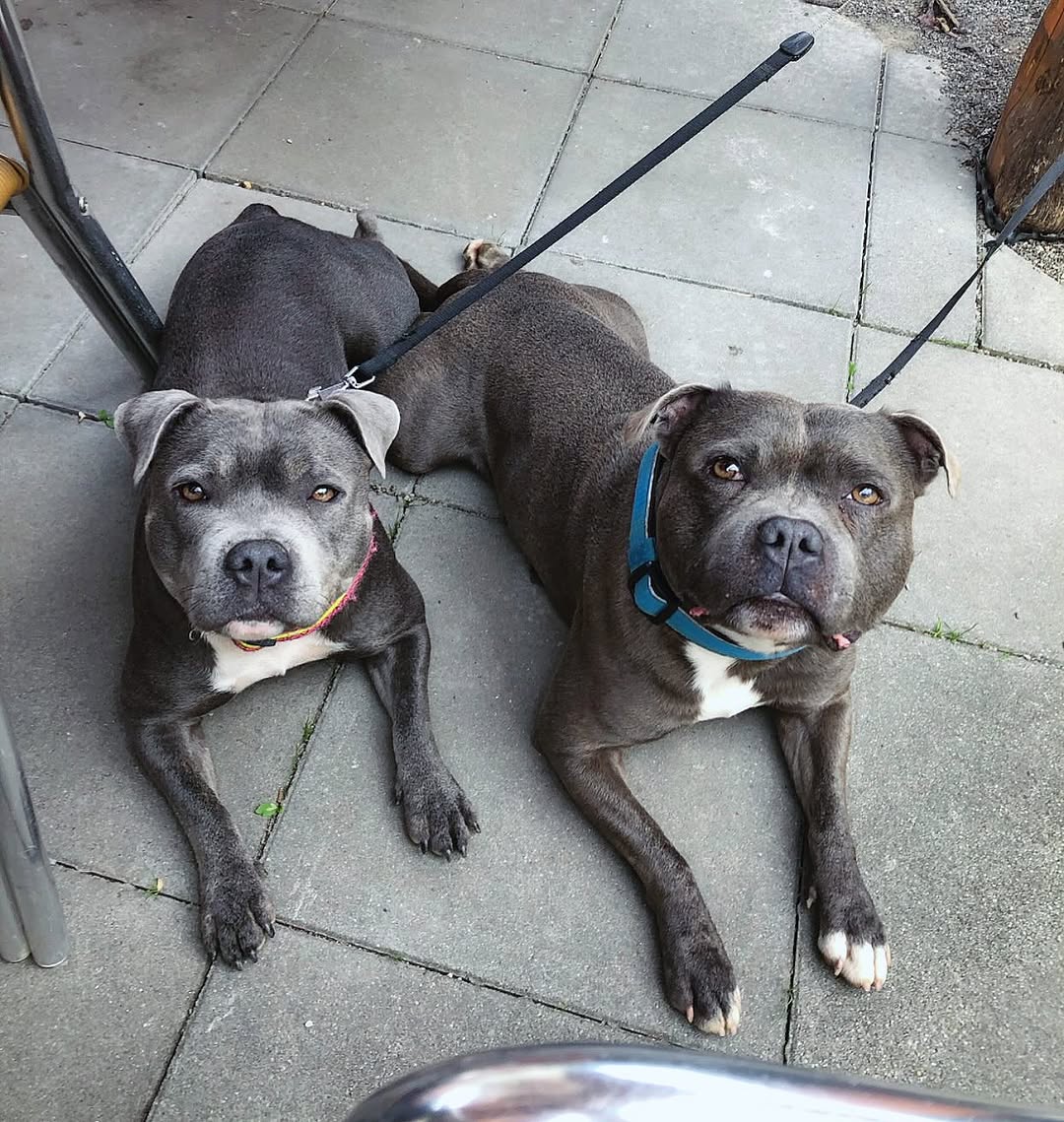 Sweet Staffie ready for a home