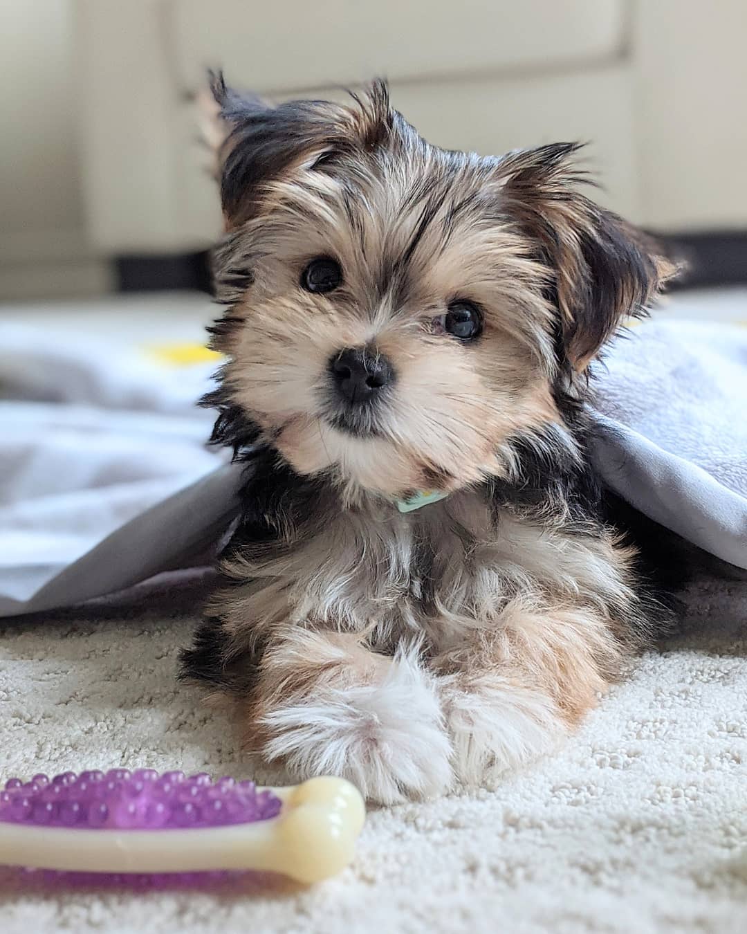 Morkie puppy at Morkie Aura