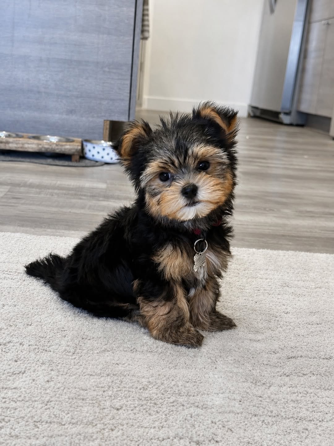 Morkie puppy at Morkie Aura
