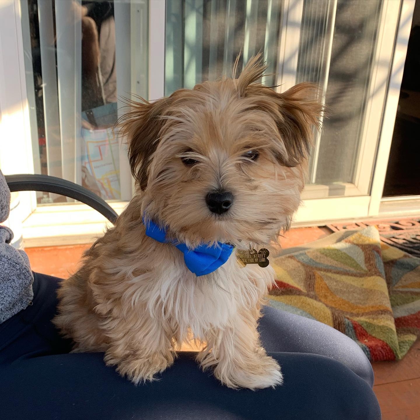 Morkie puppy at Morkie Aura