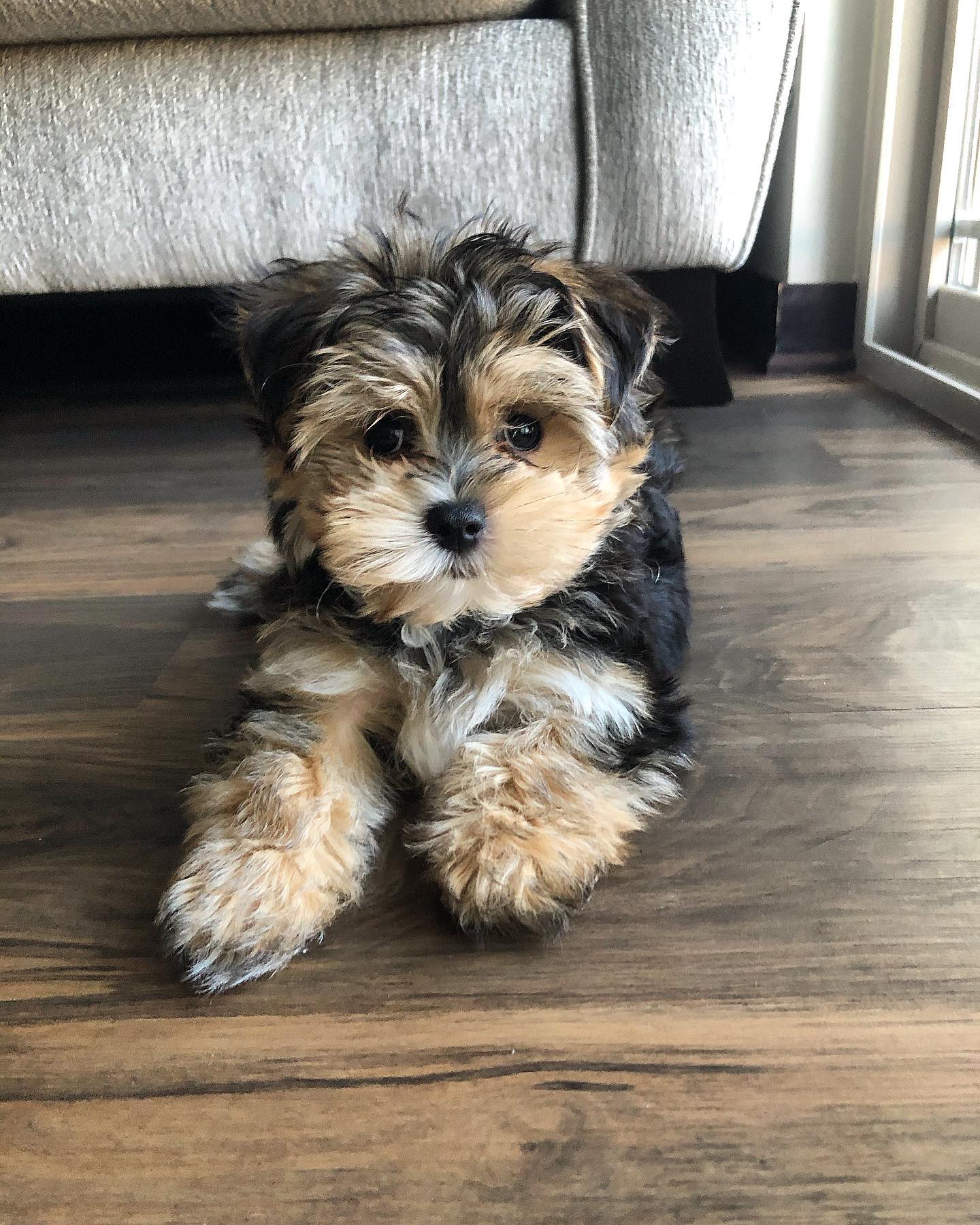 Morkie puppy at Morkie Aura