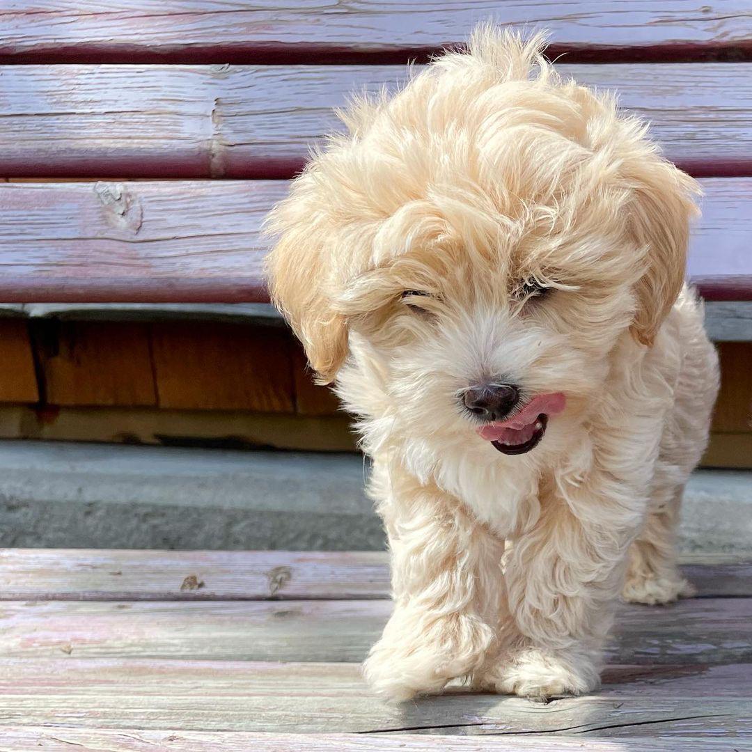 Morkie puppy at Morkie Aura