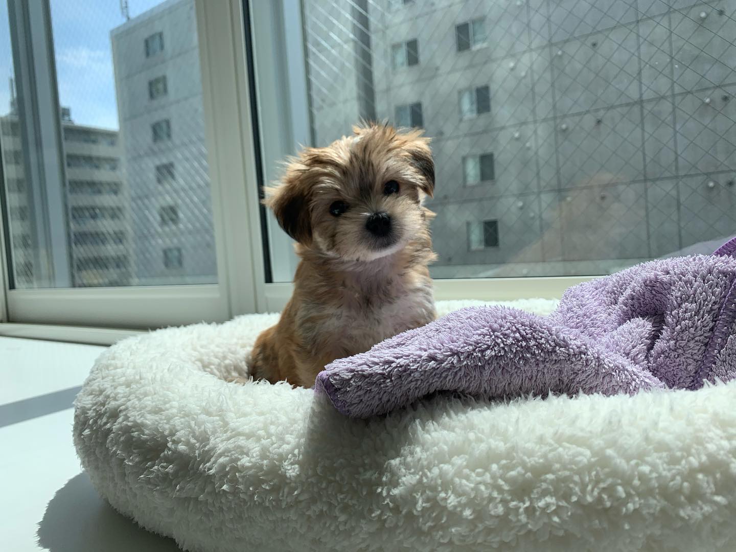 Morkie puppy at Morkie Aura