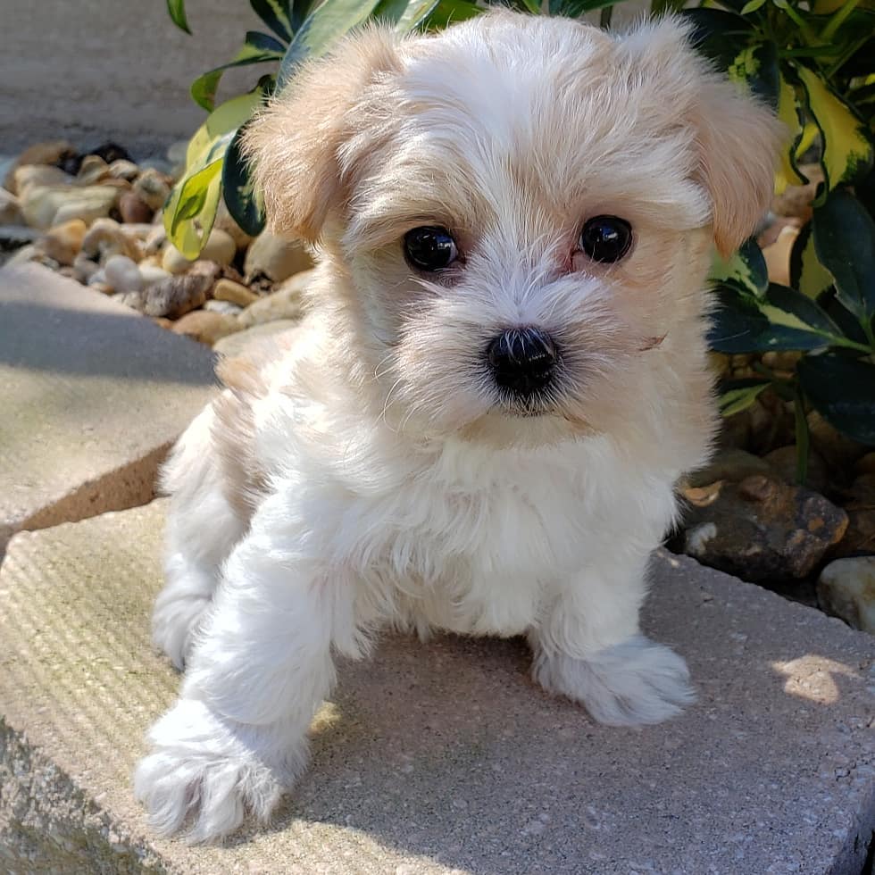 Morkie puppy at Morkie Aura