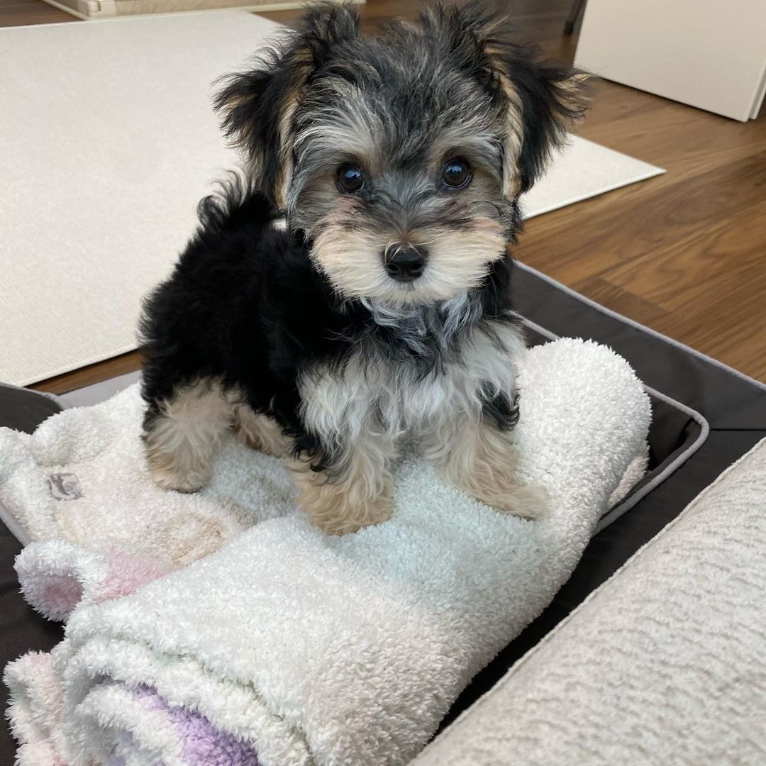 Morkie puppy at Morkie Aura