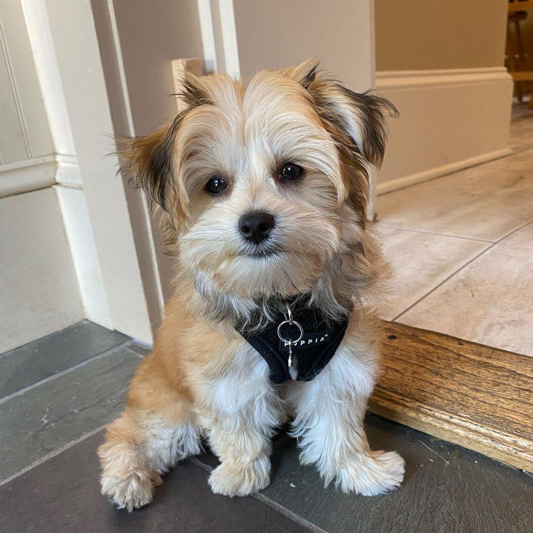 Morkie puppy at Morkie Aura