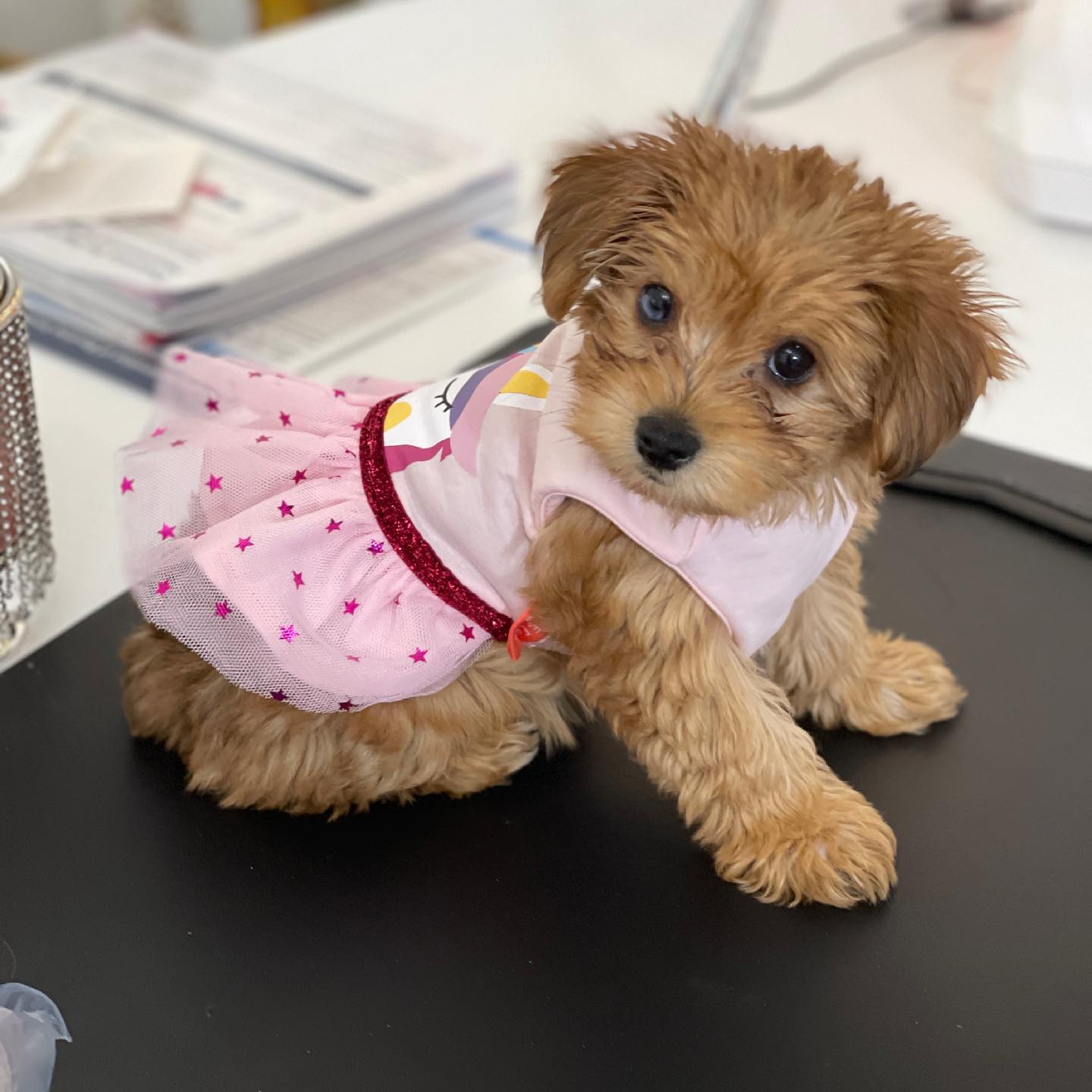 Morkie puppy at Morkie Aura