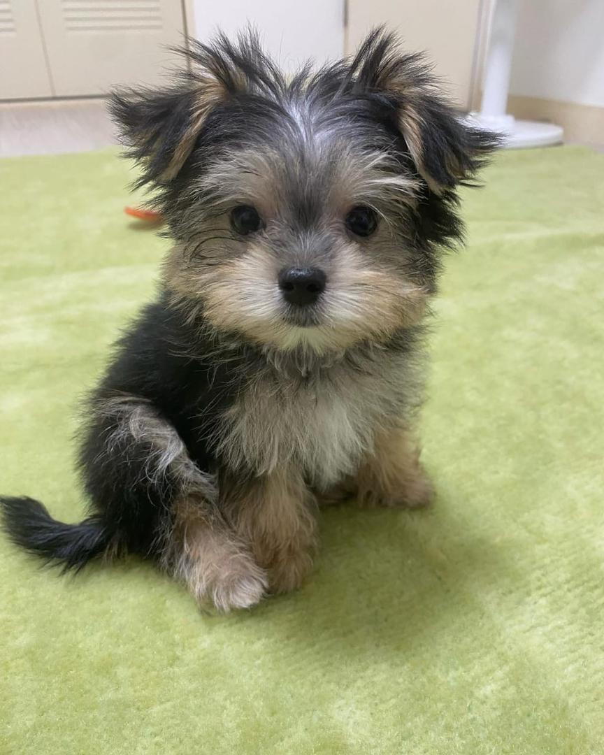 Morkie puppy at Morkie Aura