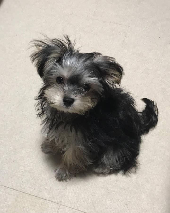 Morkie puppy at Morkie Aura