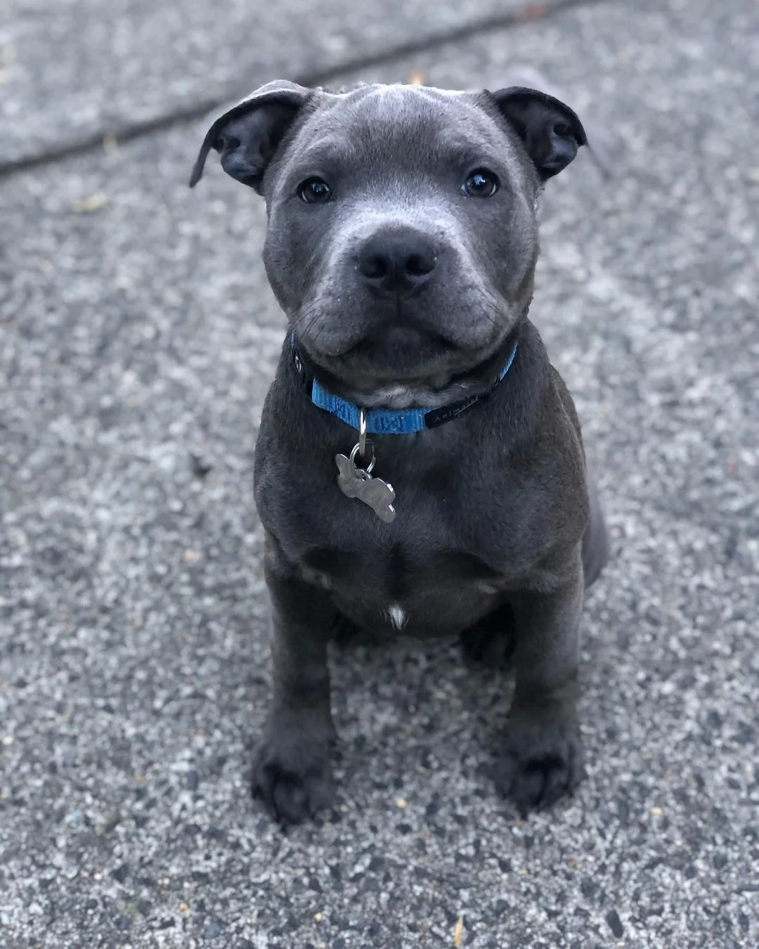 Ziggy