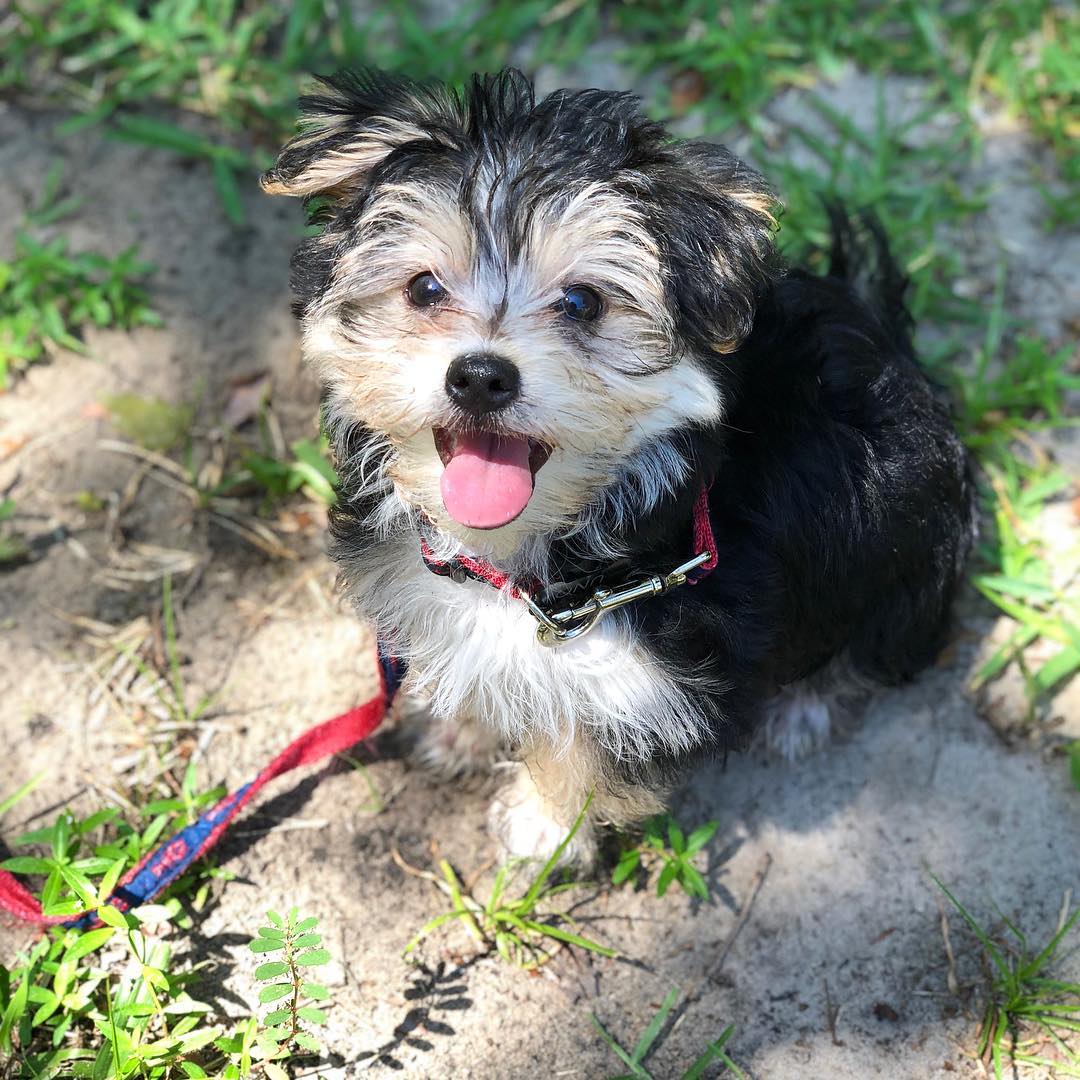 Morkie puppy at Morkie Aura